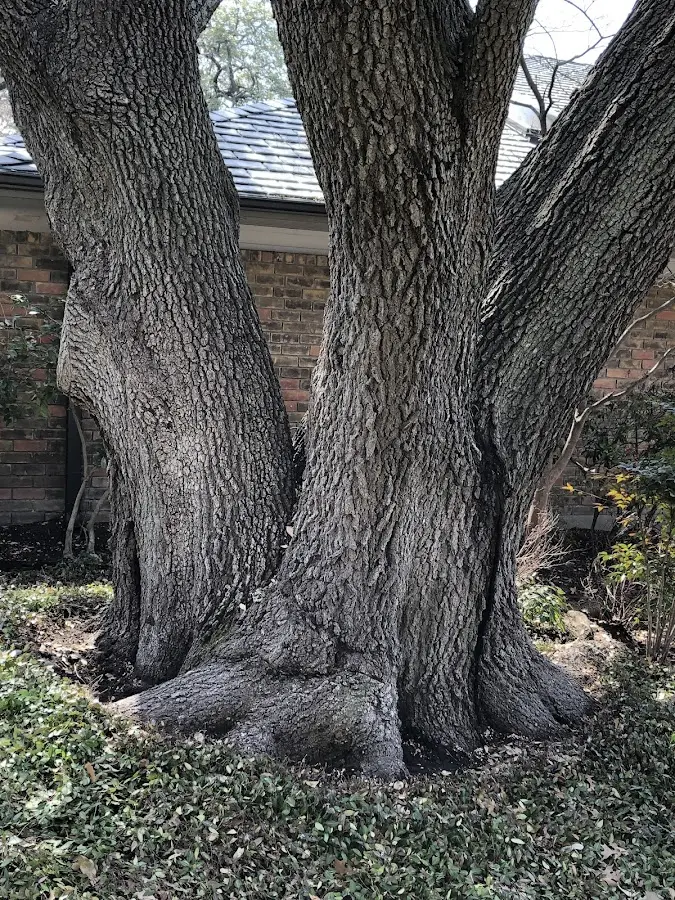 Mature heritage tree close to a Glen Allan property cared for by certified arborists